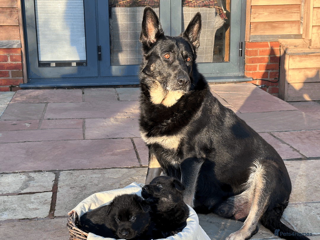 German Shepherd dogs for sale: FIVE EXCLUSIVE GSD PUPS, HOME RARED AND BRED. - Advert 24