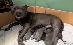 Staffordshire Bull Terrier dogs for sale: Ms/Mister - Image 29