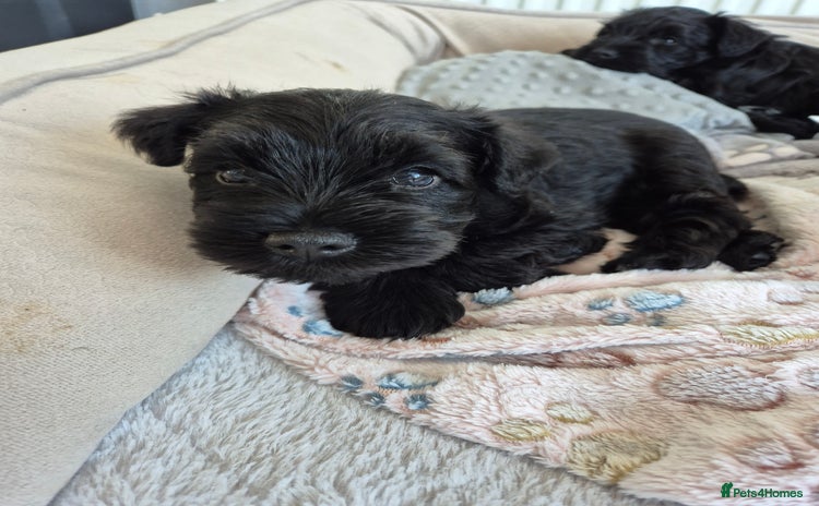 Miniature Schnauzer dogs - Advert 10