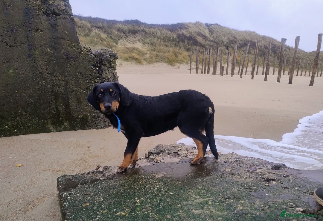 Mixed Breed dogs for sale: Slovak Hound/Border Collie - Advert 3