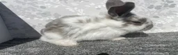English Spot rabbits for sale: English spot x lionhead  - Advert 8