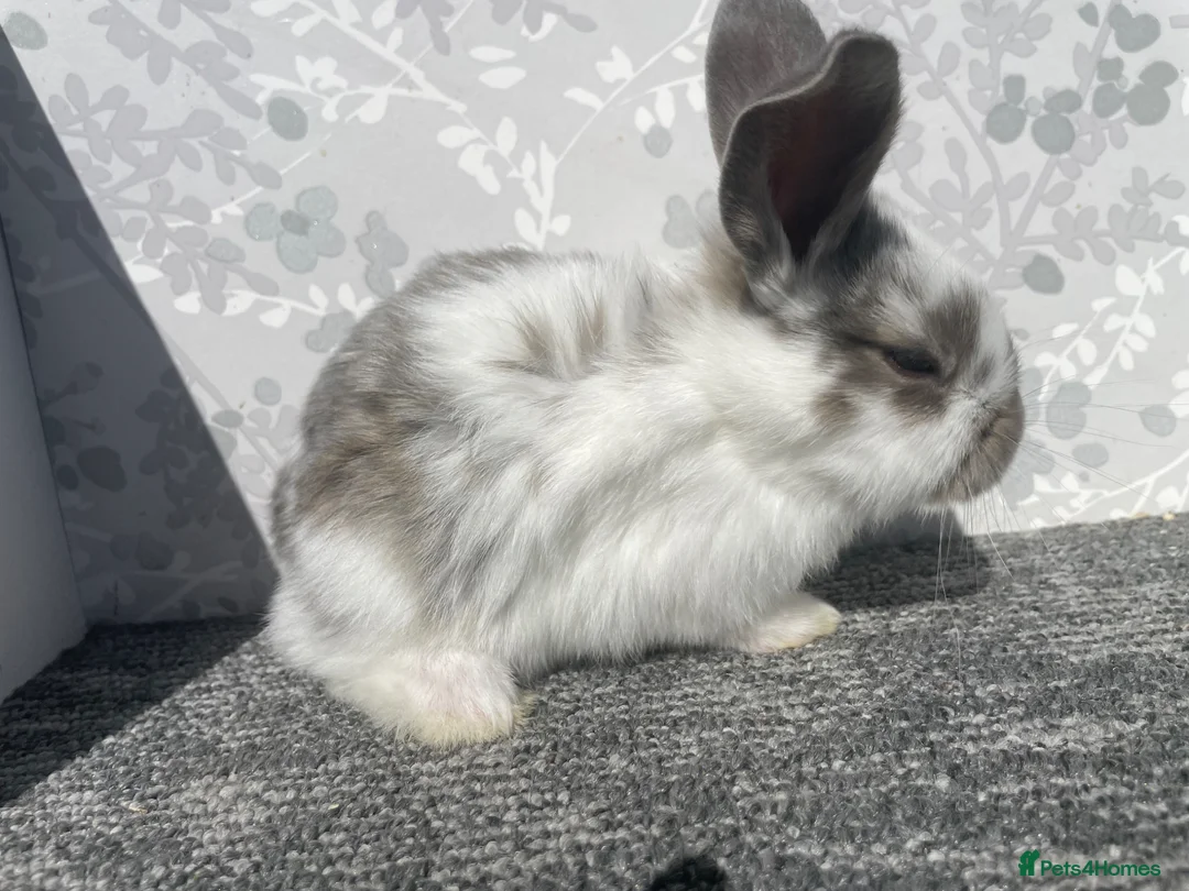 English Spot rabbits for sale: English spot x lionhead  - Advert 8