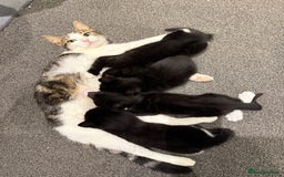 Mixed Breed cats for sale: 2 male kittens ready 25/11/25 - Image 2