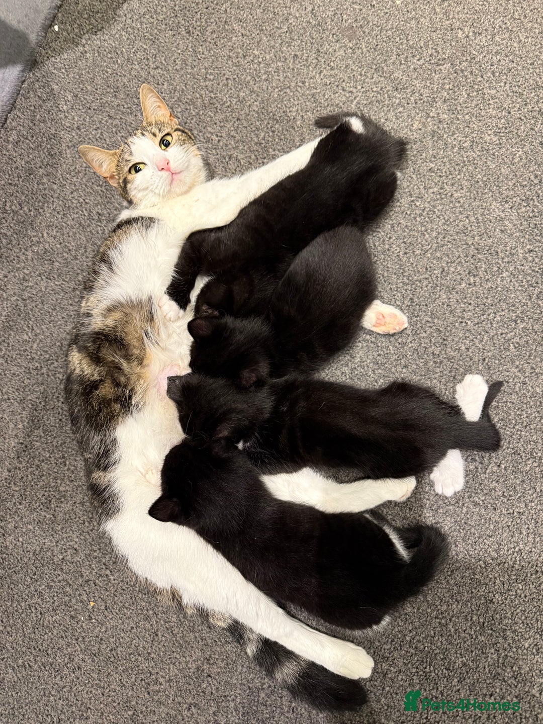 Mixed Breed cats for sale: 2 male kittens ready 25/11/25 - Image 2