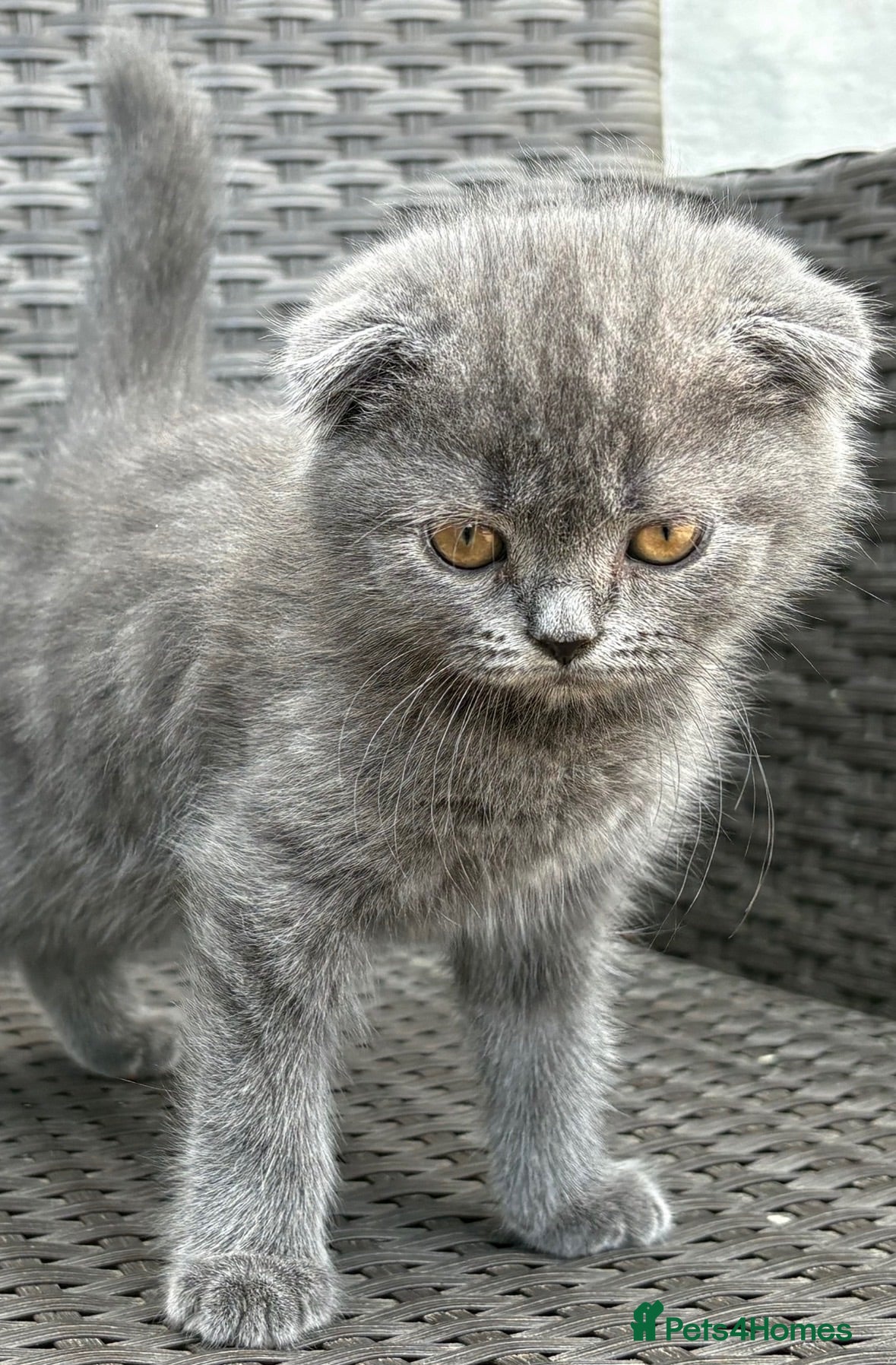 Scottish Fold cats Scottish fold X BSH - Advert 1