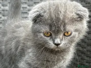 Scottish Fold cats Scottish fold X BSH - Advert 8