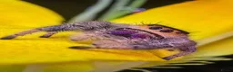 Spiders invertebrates for sale: Phidippus regius jumping spider - Advert 2
