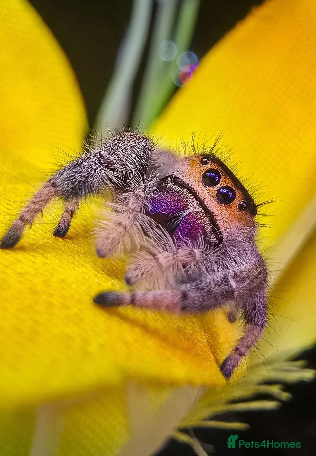 Spiders invertebrates for sale: Phidippus regius jumping spider - Advert 2