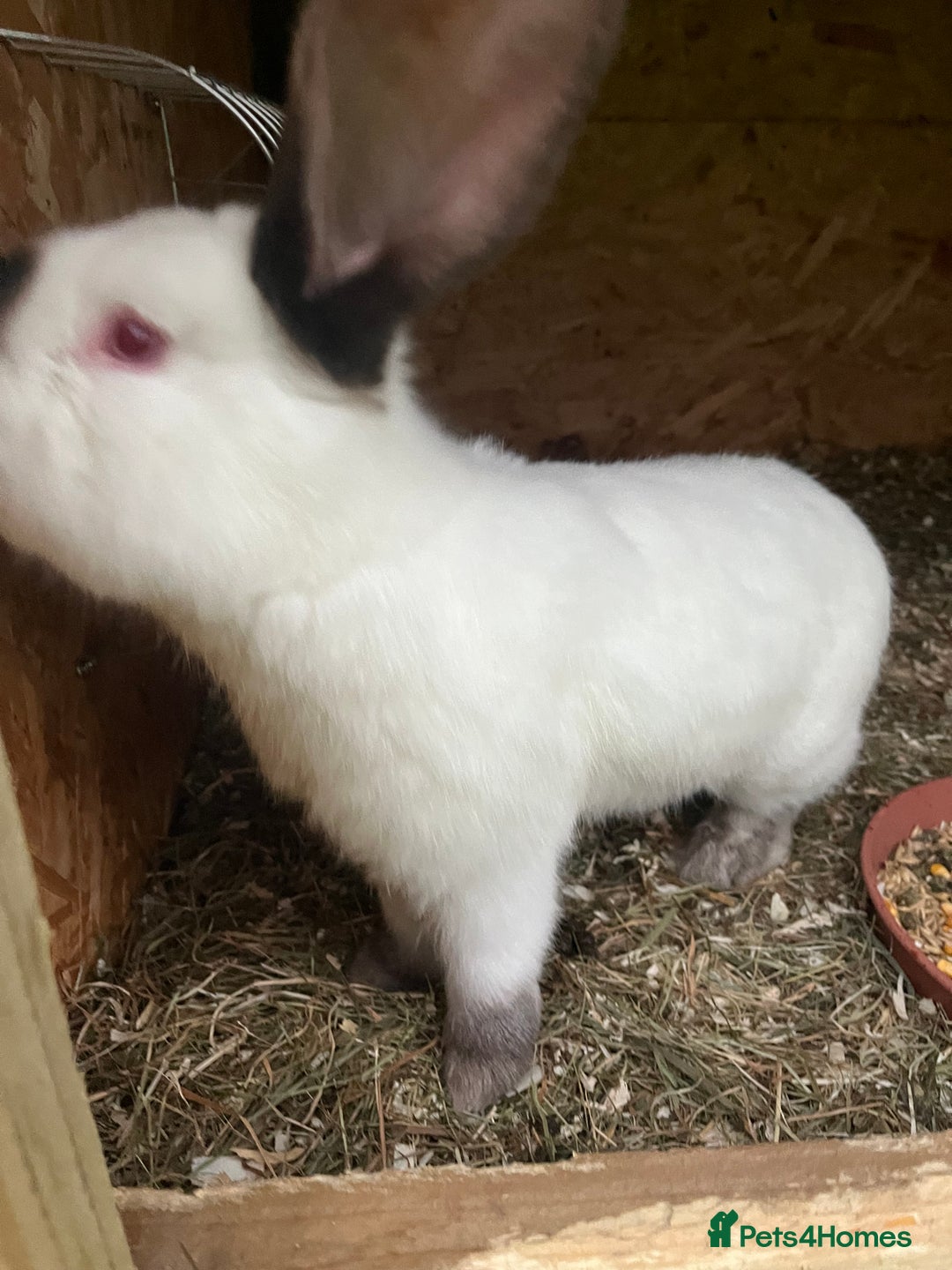 Mixed Breed rabbits for sale: They are very friendly and good with children  - Advert 15