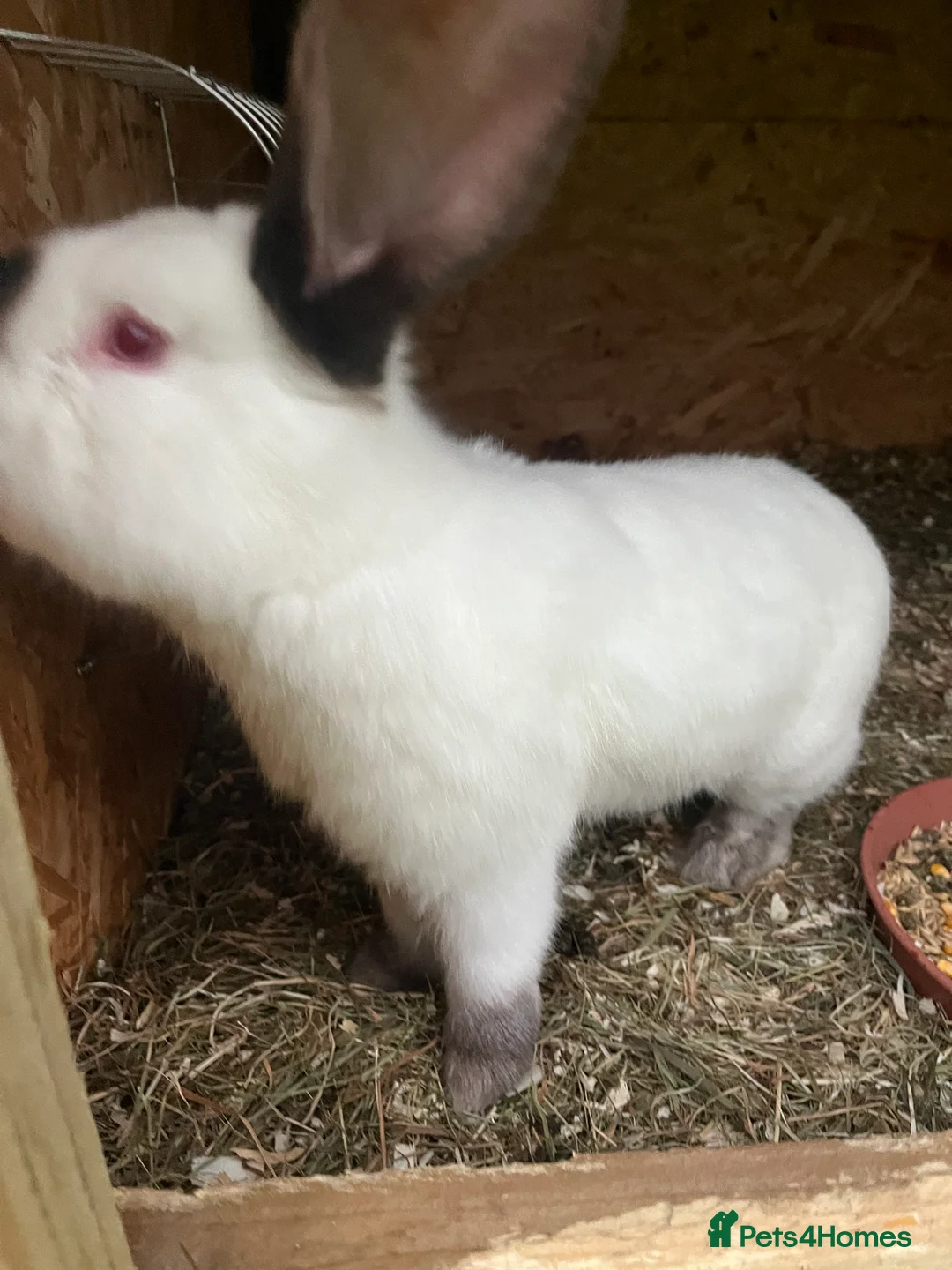 Mixed Breed rabbits for sale: They are very friendly and good with children  - Advert 15