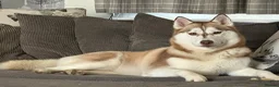 Mixed Breed dogs for sale: Family based husky cross puppies  in Clacton-on-Sea - Advert 3