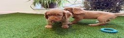 Cocker Spaniel dogs for sale: 7 Stunning Cocker Spaniel Puppies - Advert 8