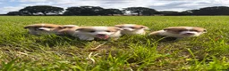 Welsh Corgi Pembroke dogs for sale: KC Registered Welsh Corgi Puppies  - Advert 2