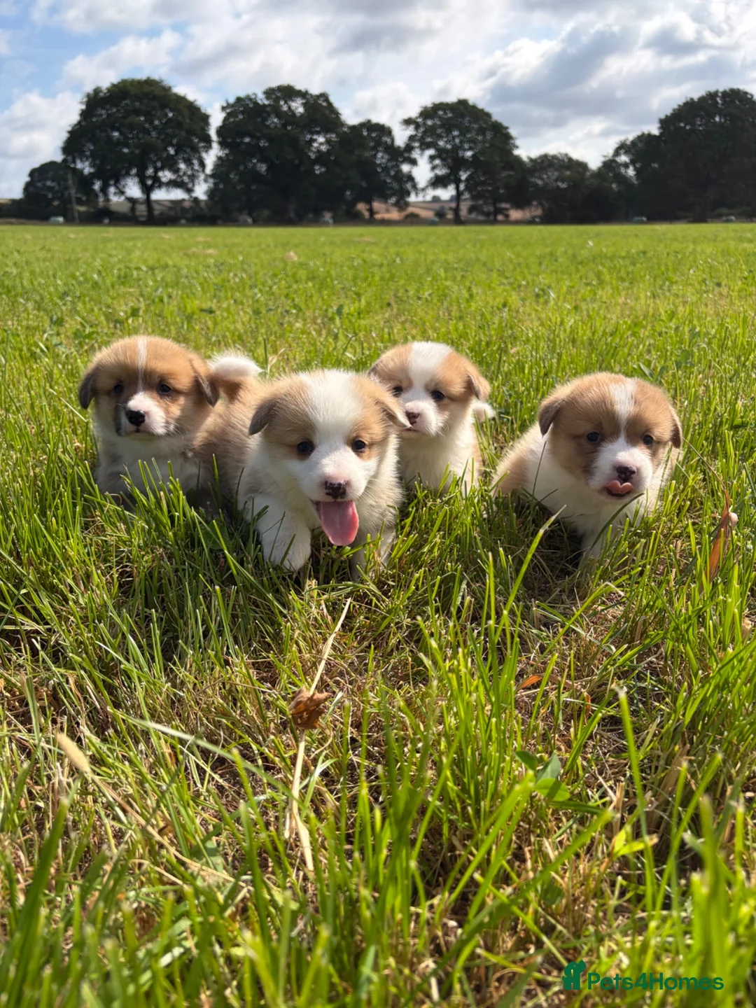 Welsh Corgi Pembroke dogs for sale: KC Registered Welsh Corgi Puppies  - Advert 2
