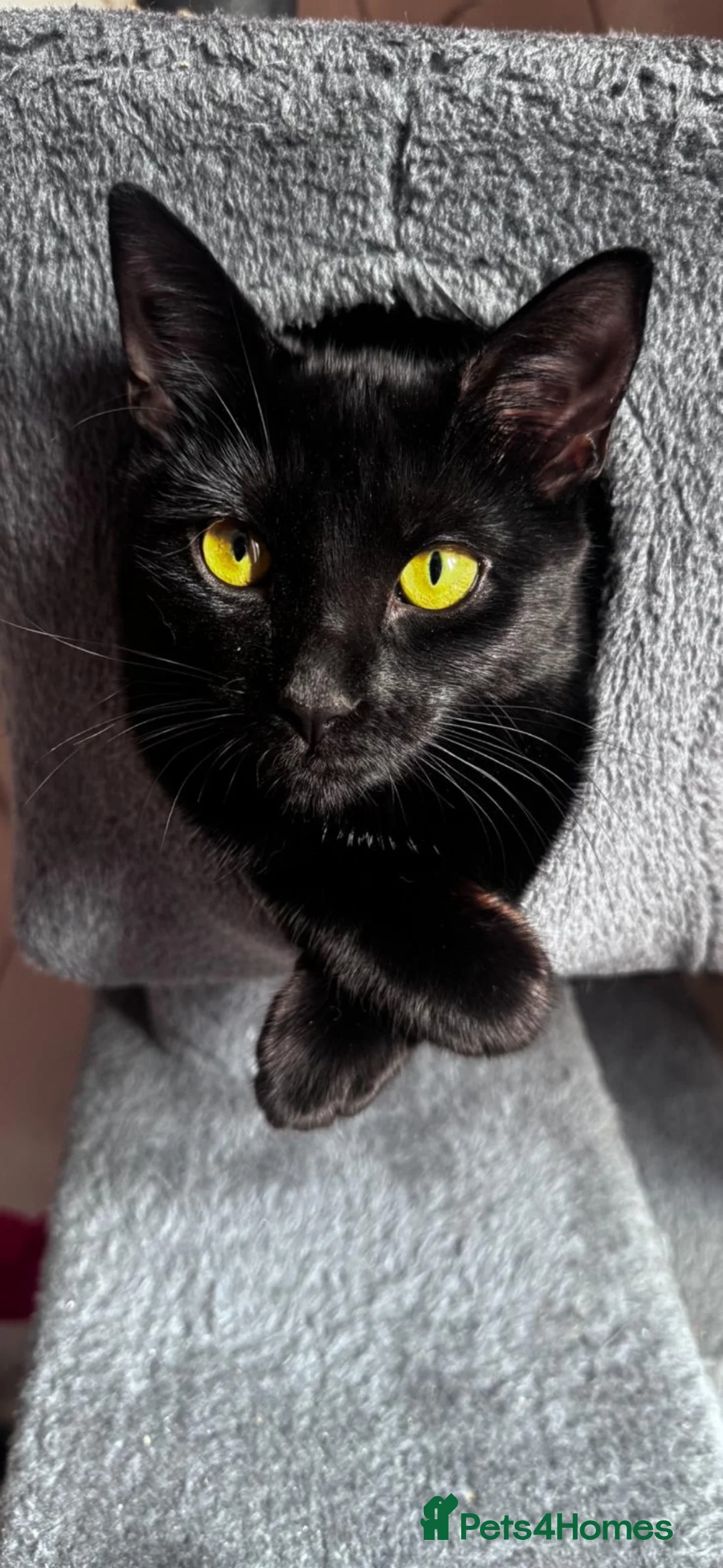 Mixed Breed cats for sale: Kittens for sale  - Advert 1