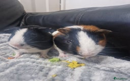 Guinea Pig rodents for sale: 2 male bonded guineapigs - Image 2