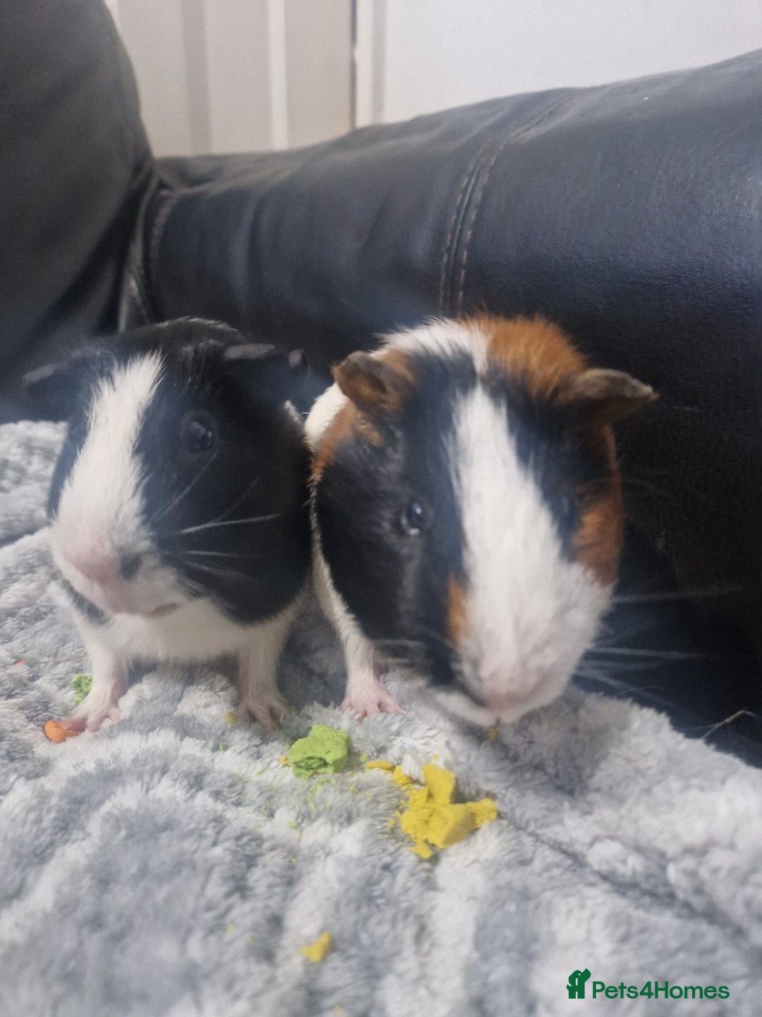 Guinea Pig rodents for sale: 2 male bonded guineapigs - Image 2