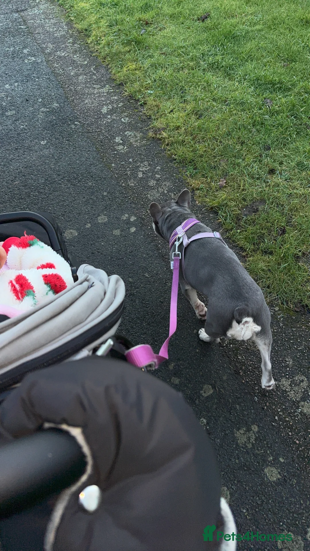 French Bulldog dogs for adoption: Female French bulldog  - Advert 6