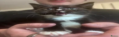Domestic Shorthair 4
