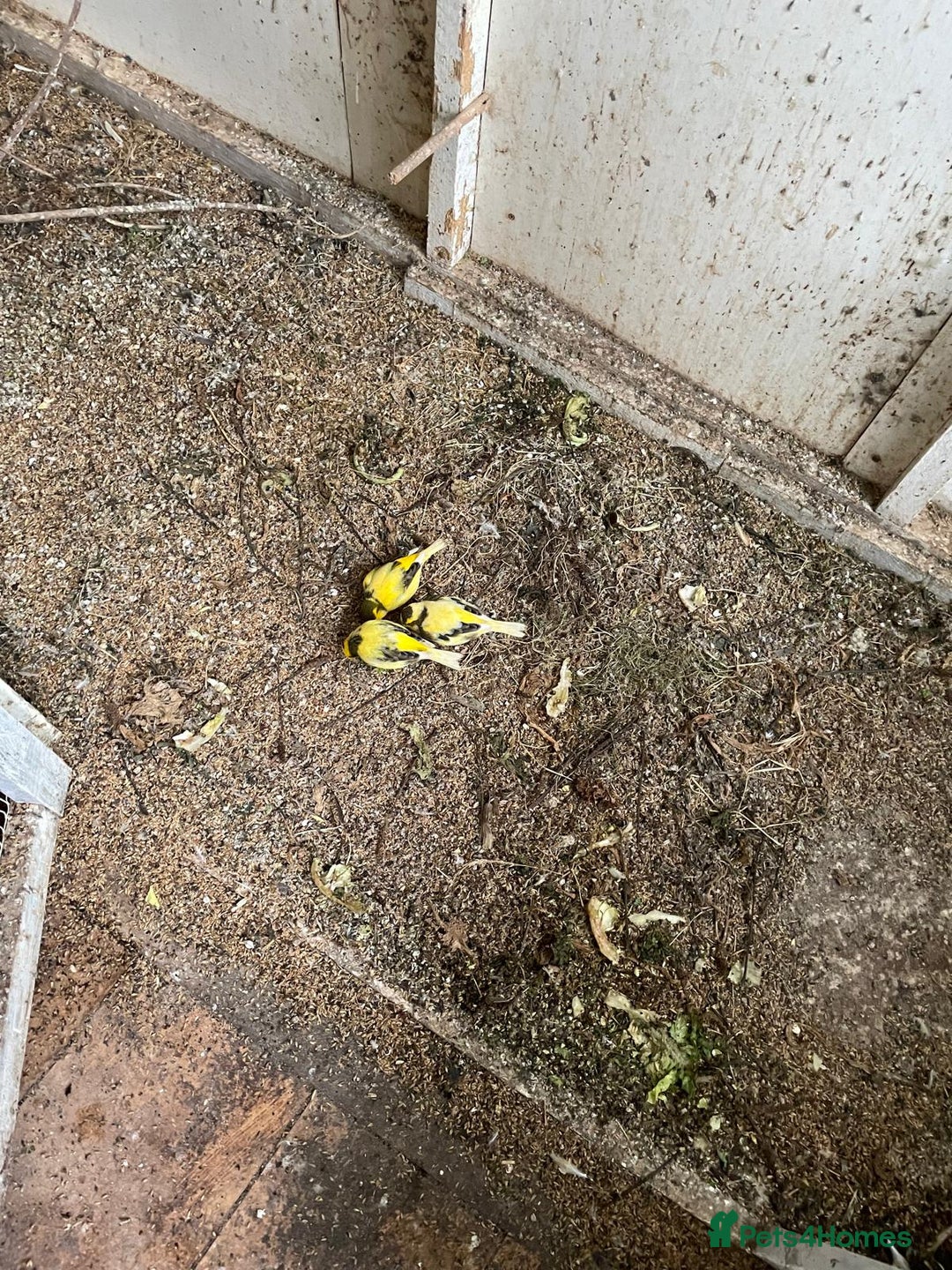 Canaries birds for sale: Canaries for sale - Advert 4