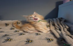 Maine Coon cats for sale: Gorgeous maine coon kittens - Image 5