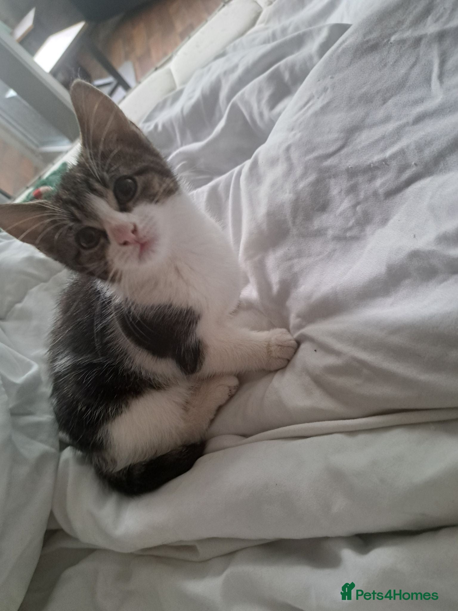 Mixed Breed cats Kittens looking for forever home  - Advert 2