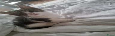 Kitten 3