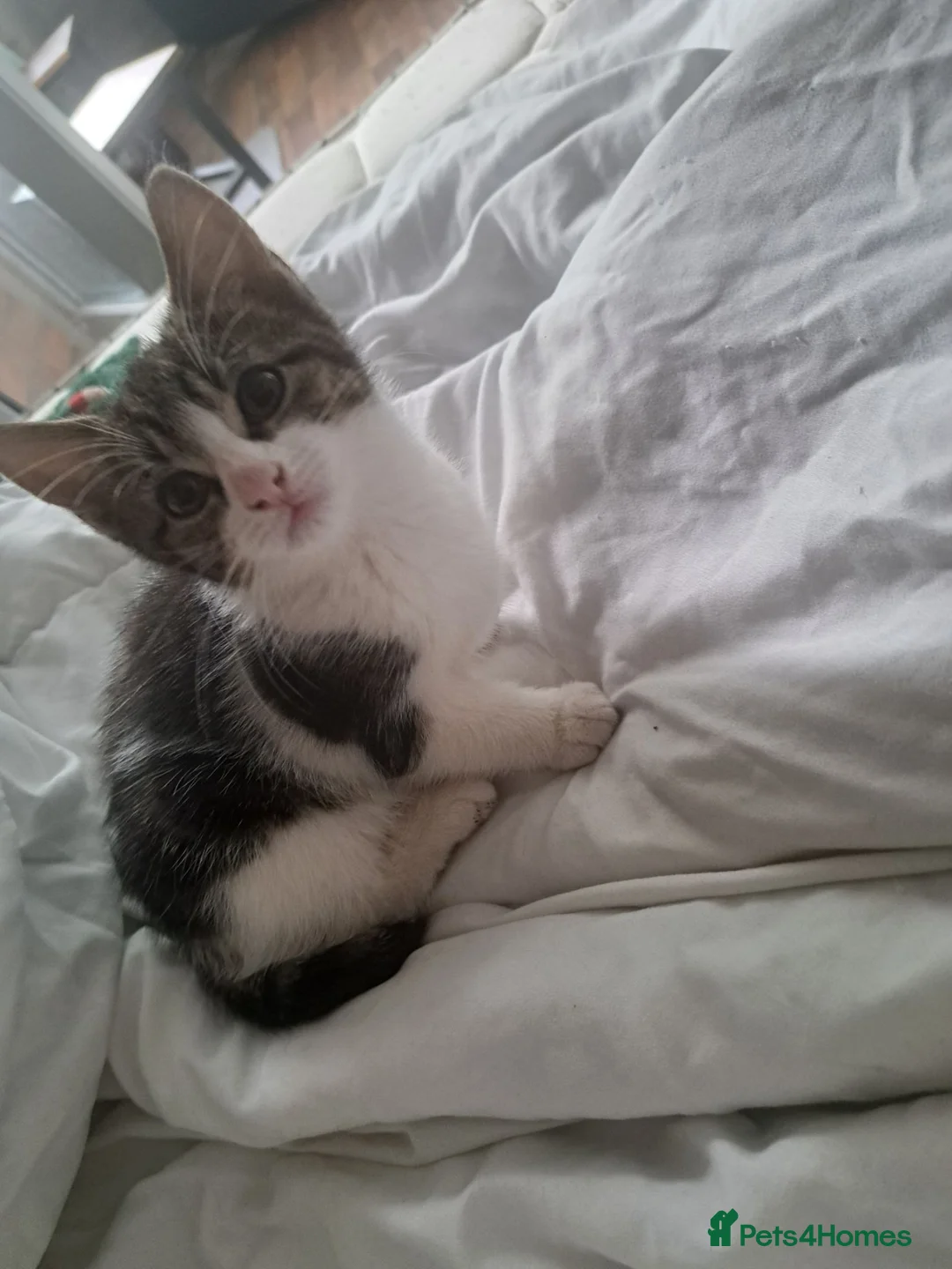 Mixed Breed cats for sale: Kittens looking for forever home  - Advert 2