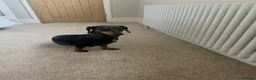 Miniature Dachshund dogs for sale: Miniature Dachshund puppies READY TO LEAVE NOW  - Advert 11