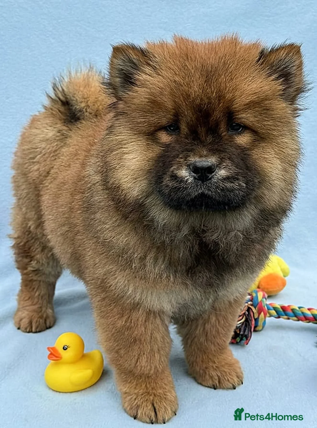 Chow Chow dogs for sale: RKC reg Chow chow puppies  - Advert 7