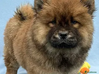Chow Chow dogs RKC reg Chow chow puppies - Advert 3