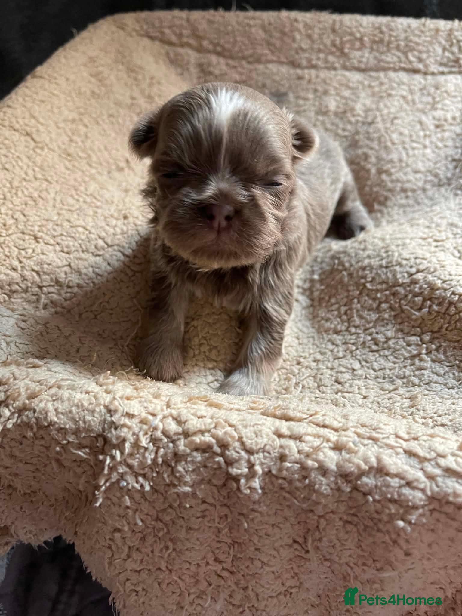 Shih Tzu dogs Imperial dobie shih tzu - Advert 1