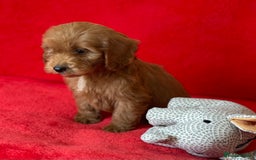 Cockapoo dogs for sale: Adorable cockapoo pups - Image 6