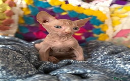 Sphynx cats for sale: Sphynx kittens full of love to give - Image 6
