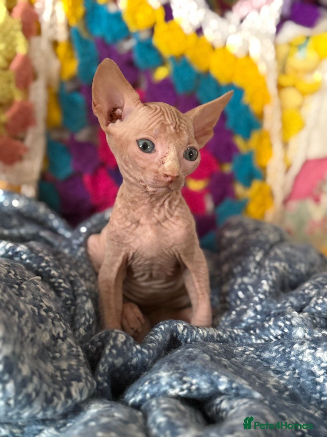 Sphynx cats for sale: Sphynx kittens full of love to give - Image 6
