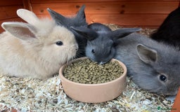 Mini Lop rabbits for sale: A Mix of Mini lop and Mini Lion Lop - Image 29
