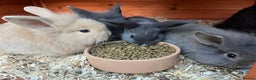 Mini Lop rabbits for sale: A Mix of Mini lop and Mini Lion Lop - Advert 29