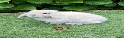 Mini Lop rabbits for sale: Pure bred mini lops baby rabbits  - Advert 4