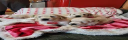 Golden Retriever dogs for sale: Golden retriever puppies  - Advert 4
