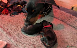 Dobermann dogs for sale: #ShadowdairDobermans #Pregnancy#DobermanLove - Image 14