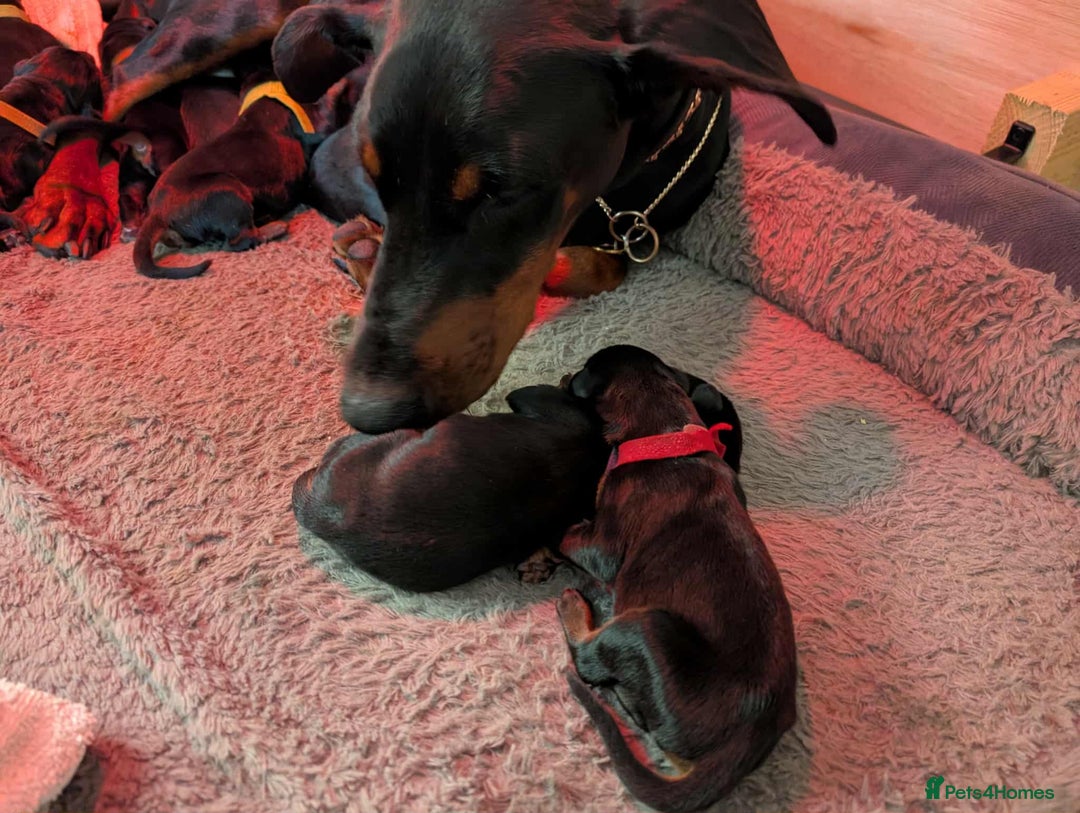 Dobermann dogs for sale: #ShadowdairDobermans #Pregnancy#DobermanLove - Image 14