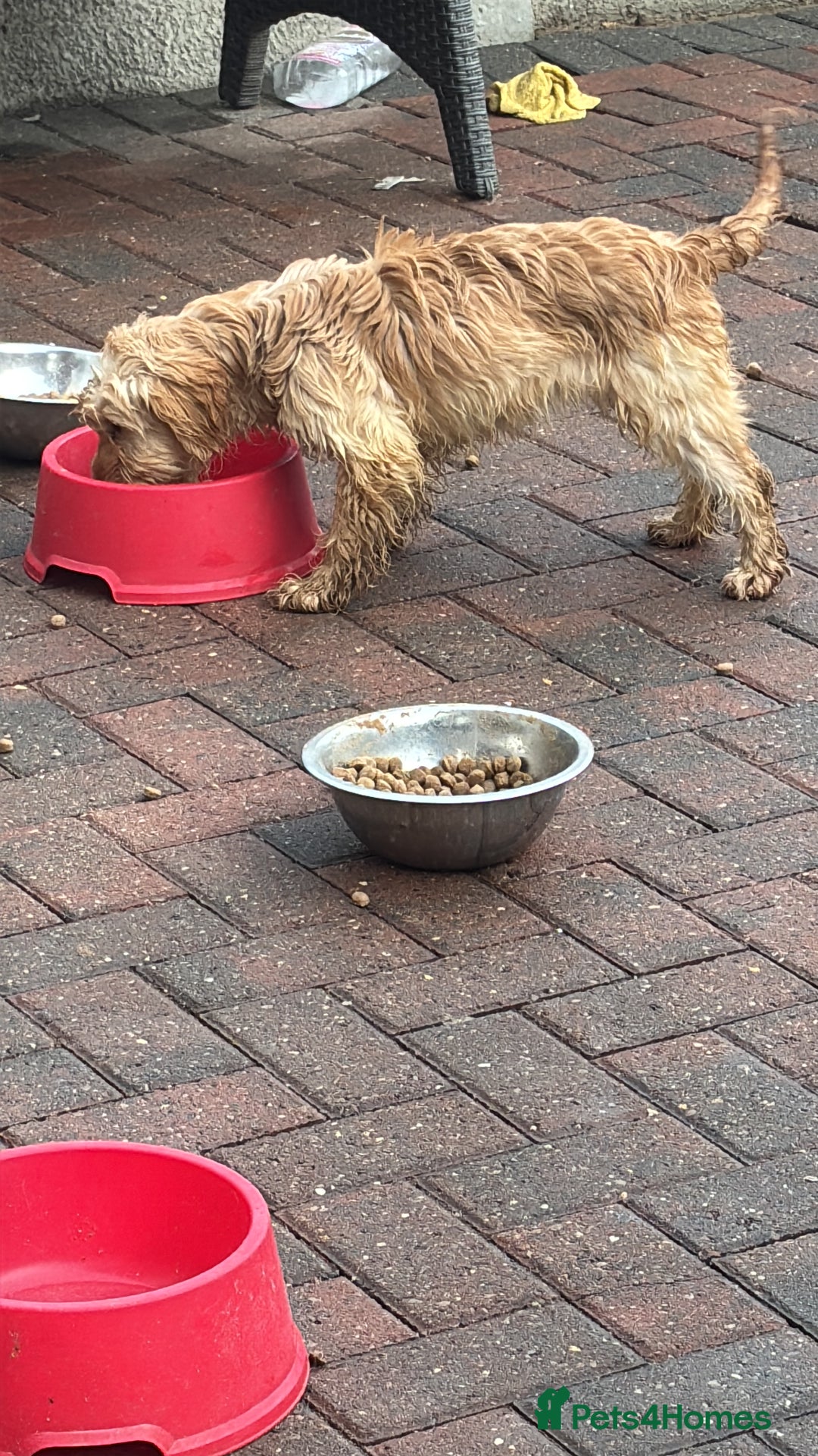 Cockapoo dogs for sale: 1male 1 female cockapoo  - Advert 5