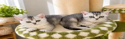 British Shorthair cats for sale: READY NOW! GCCF Register, Silver chinchilla Girls - Advert 2