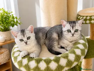 British Shorthair cats 🌟GCCF reg., Pedigree, BSH Silver chinchilla boys - Advert 9