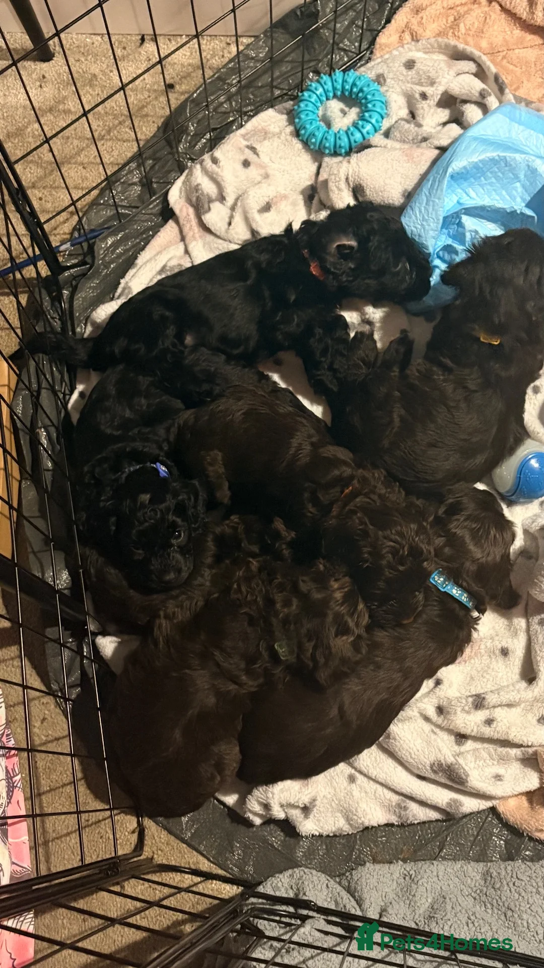 Mixed Breed dogs for sale: Cavapoo.    cockapoo       puppies  - Advert 2