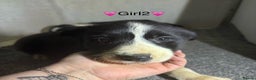 Border Collie dogs for sale: 6 Border Collie Puppies - Advert 4