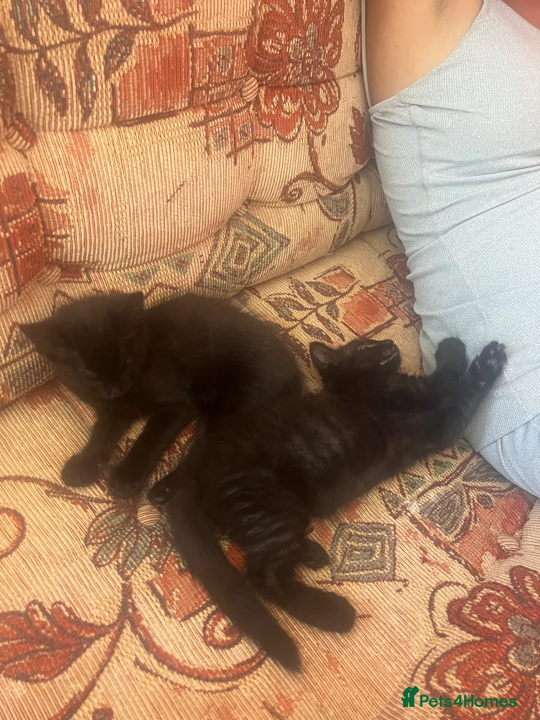 Mixed Breed cats for sale: Two Female Kittens (sisters) in Farnham - Advert 3