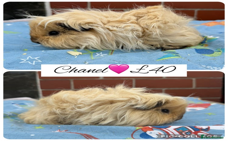 Guinea Pig rodents - Advert 6