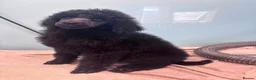 Standard Poodle dogs for sale: KC STANDARD POODLES HEALTH TESTED PARENTS  - Advert 2