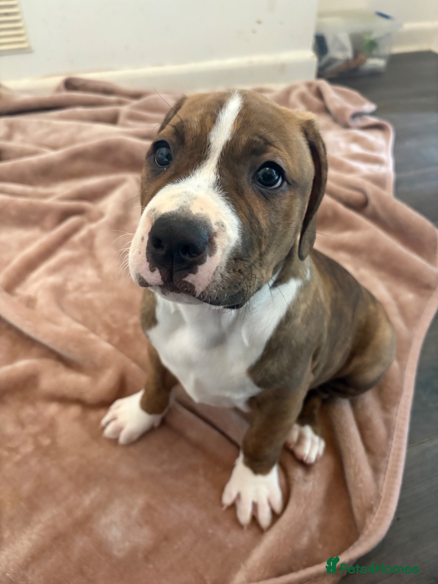 Mixed Breed dogs Cane Corso cross American staffy pups - Advert 1